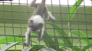 Детёныши эдиповых тамаринов / Семейство пинче