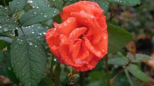 29=09=2025  ПВН  КМР . ОСЕНЬ .ДОЖДЬ.  MP4 (122)