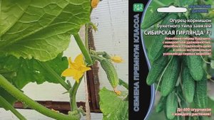 8.09.2025/дети в "Чайке"/ теплица