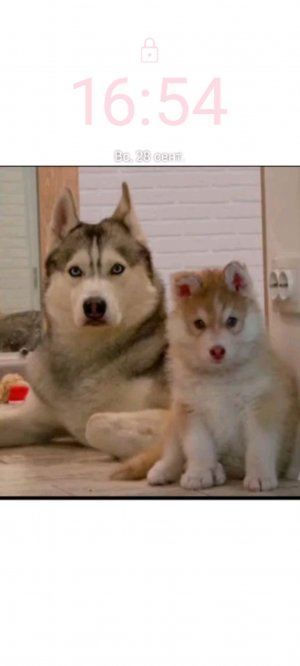 вау! танцуй