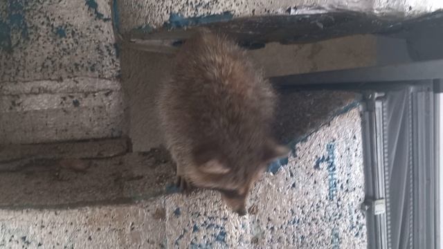 Котлета лежит а енот тянется к тарелке-еще котлету ждет