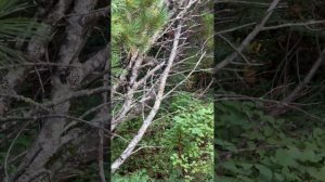 12 день путешествия автостопом с палаткой по Сахалину, Курилам и Камчатке