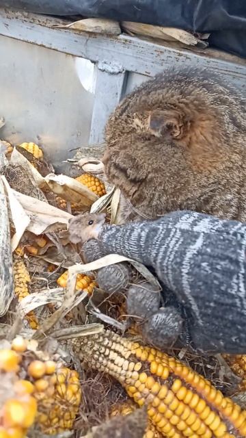 Жизнь малиной даже у котов