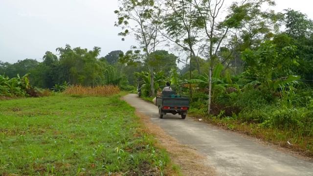 Rewind Timelapse: Use 3-Wheeled Truck To Harvest Cauliflower Goes To Market Sell | Phương Farm TV