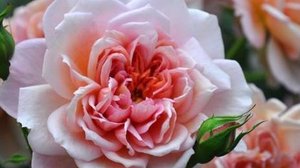 Broderi - японская роза Макико Кавамото 22017 г. Жизнь как вышитая кайма на ткани мироздания.
