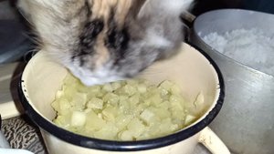 Муся кушает кабачки