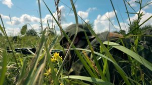 В Кремле не знают, почему в Киеве говорят о завершении конфликта в этом году