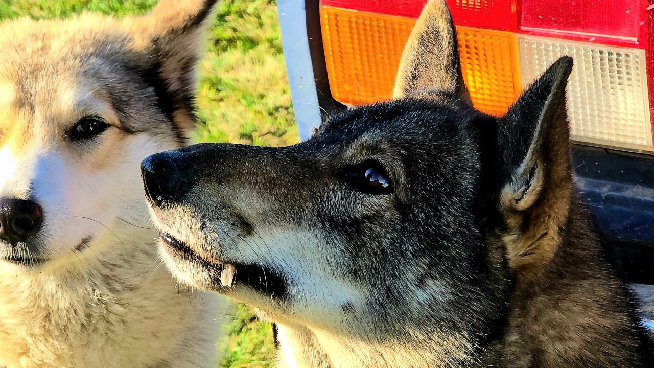 Рыба на прощанье