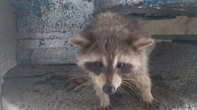 Енот волнуется- где котлеты