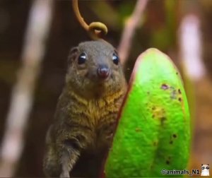 Единственное животное....