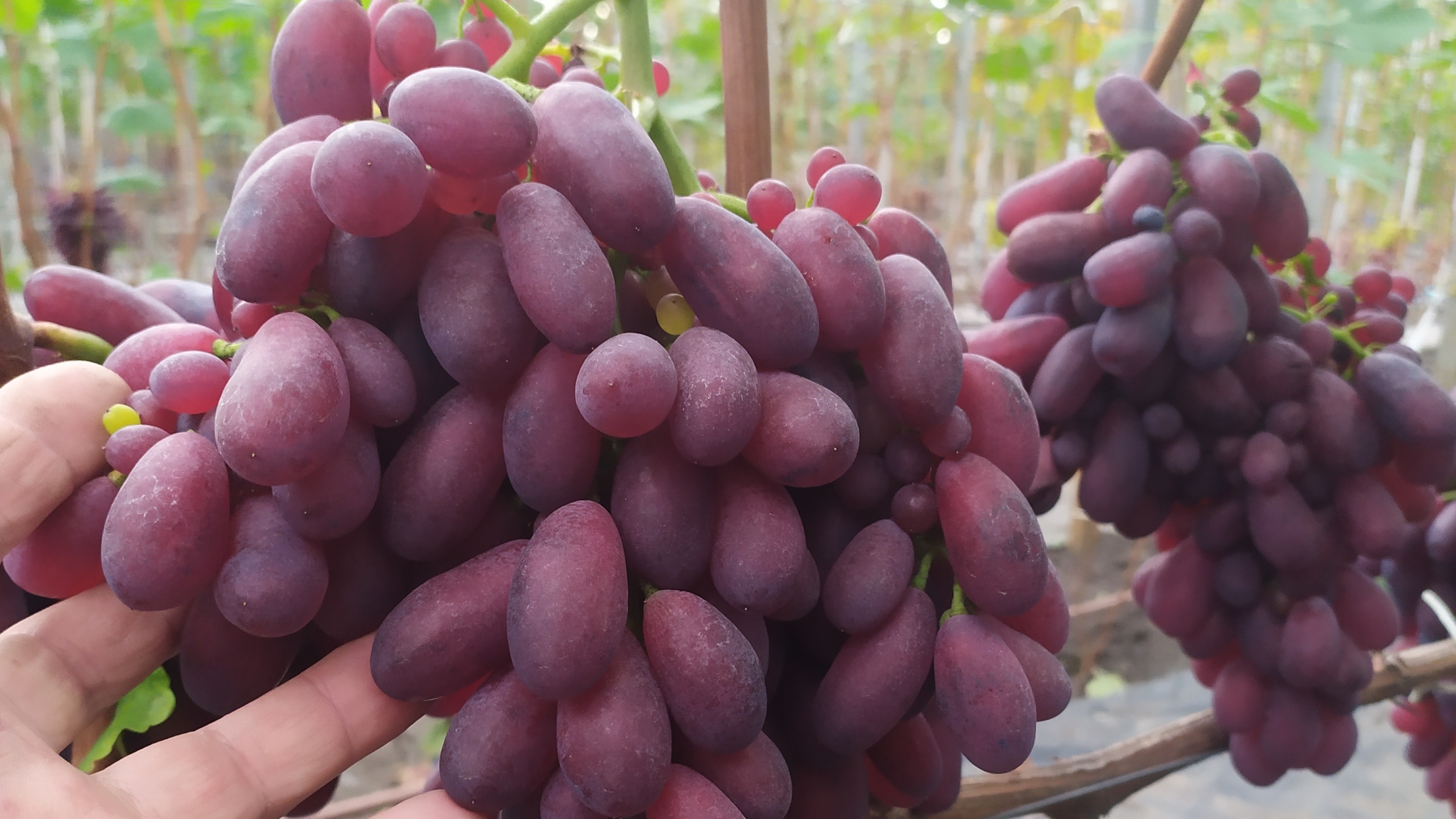 ВКУСНЕЙШИЕ НОВИНКИ НА МОЁМ ВИНОГРАДНИКЕ в конце сентября 2025г. !!! смотреть онлайн