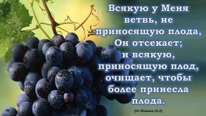 Нетленные плоды 🍇🍂 | песня на Жатву | Игорь Малюк