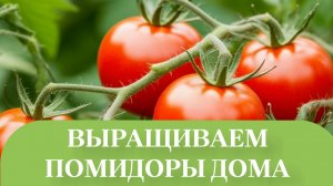 РАССАДА НАБЕРАЕТСЯ СИЛЫ.