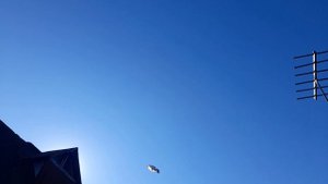 Николаевские голуби молодёжь