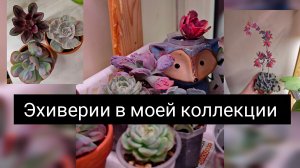 эхиверии в моей коллекции