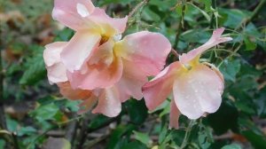 29=09=2025  ПВН  КМР . ОСЕНЬ .ДОЖДЬ.  MP4 (131)