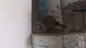 Енот еще не съел первую котлету- ему уже вторую несут