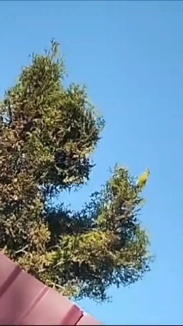 что за птица смотреть онлайн