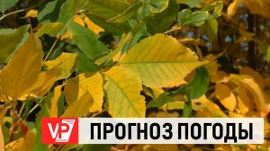 ВОЛГОГРАДЦАМ ПООБЕЩАЛИ ПОТЕПЛЕНИЕ В НАЧАЛЕ ОКТЯБРЯ