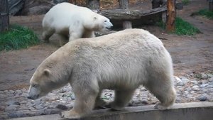 Один белый, другой серый и это не гуси! Медвежата Белка и Стрелка вместе купаются в бассейне.