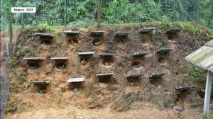 Дорис строит в горе гнезда для кур.