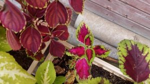 Городское озеро. Дача. Wildberries.  Посткроссинг. ВЛОГ