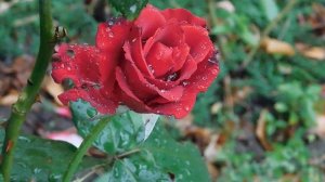 29=09=2025  ПВН  КМР . ОСЕНЬ .ДОЖДЬ.  MP4 (111)