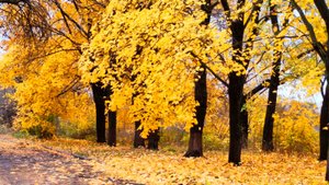 Осенний релакс. Красивая мелодия успокоит нервы, снимет стресс