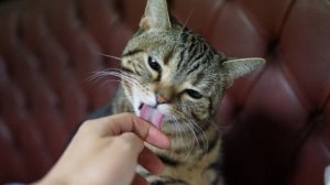 Из-за кошки в больнице оказались больше 10 жителей Магаданской области