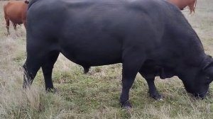 Быки- производители абердин-ангусской породы на продажу