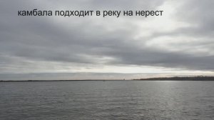 камбала подходит в реку на нерест