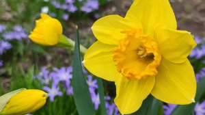 Апрель 2025, новая жизнь, цветы. Город - сад.