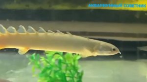 Рыбы, похожие на змей - Полиптерус 😃