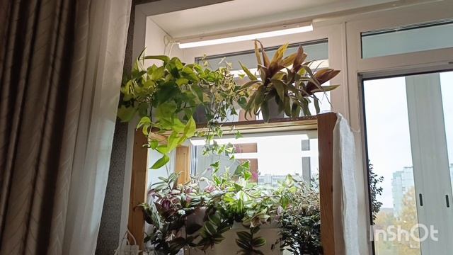 Переезд растений с балкона в квартиру