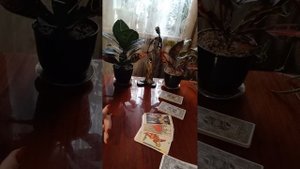 Таро.Подарок для вас.