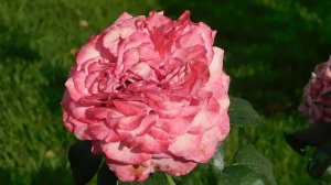 27=09=2025     КРАСНОДАР . ПАРК  СЕРГЕЯ ГАЛИЦКОГО.  ДЕНЬ ГОРОДА.  232  ГОДОВЩИНА.  JPG (120)