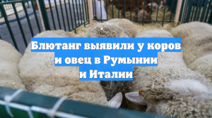 Блютанг выявили у коров и овец в Румынии и Италии