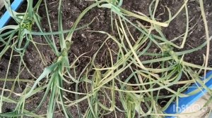 Яровой чеснок "чудит". А в остальном - всё хорошо.