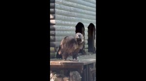 Черному грифу в хабаровском зоосаде дали имя