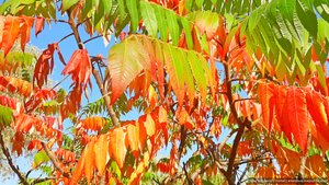 Рыжая осень