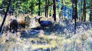 VID_20250923_144245.mp4