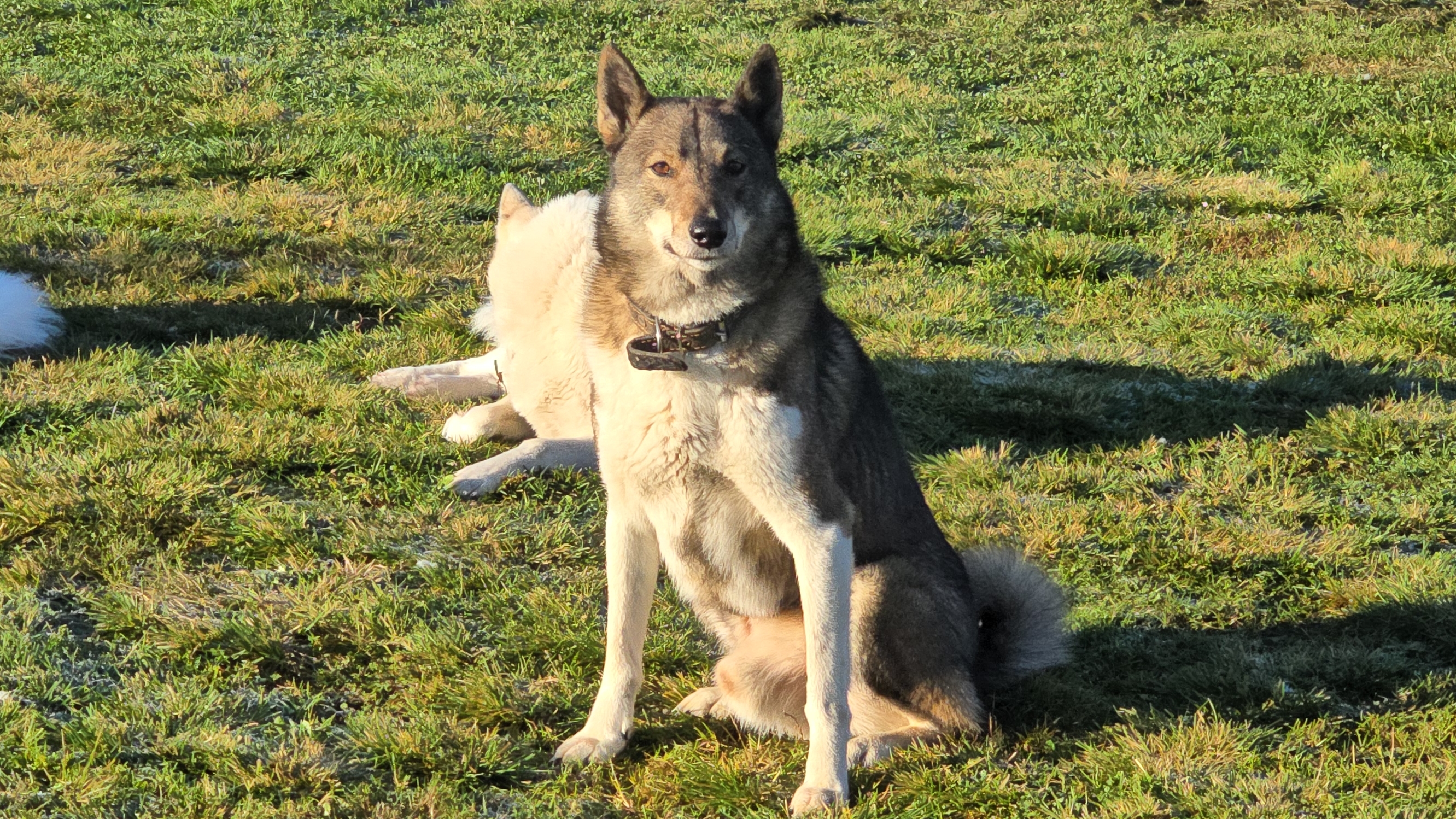 Каюру семь лет