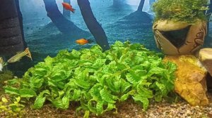 почему дохнут рыбки в аквариуме