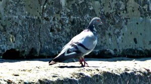 АДЛЕР. МОРЕ. ГОЛУБИ.