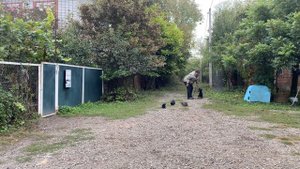Доберман 4 месяца Зевс! Будни дрессировки!