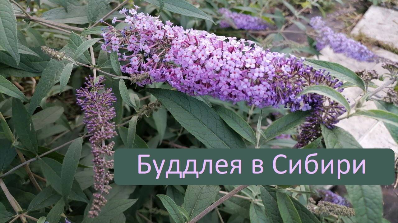 Буддлея в Сибири. Как сохранить зимой?