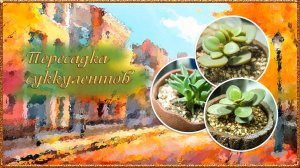 Пересадка крассул