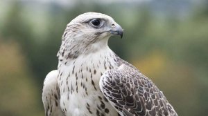 Королю Бахрейна передали в дар двух камчатских соколов от имени президента России