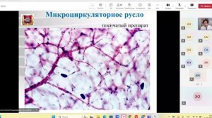 сердечно-сосудистая.гистология