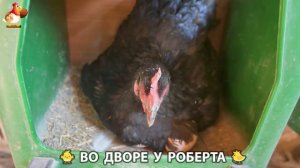 Содержание кур в домашних условиях и других птиц во дворе у Роберта 🐣🐤🦆🐔🪿🦃 (280)